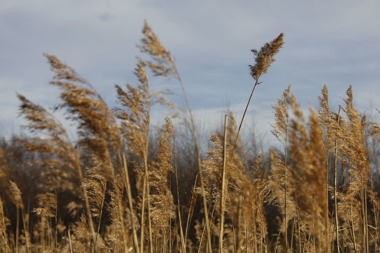 Rural scene