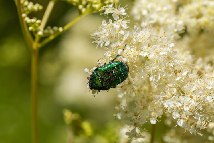 Cetonia aurata on the ground elder.