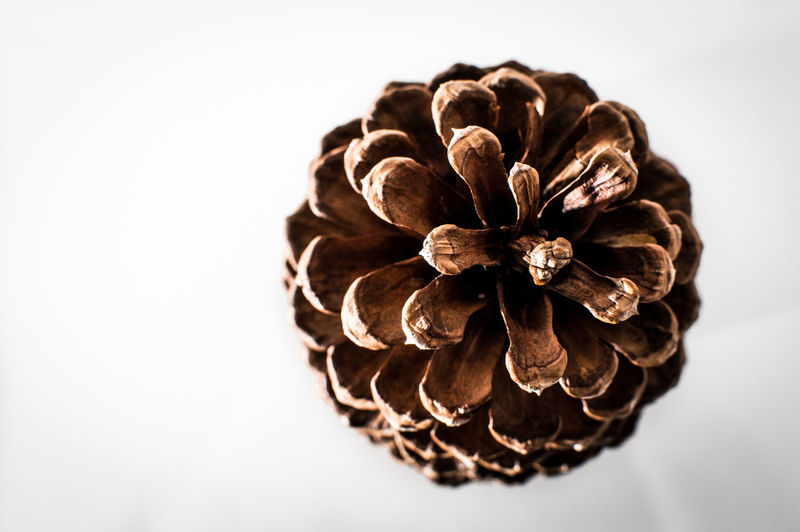 Close-up of pine cone against white background