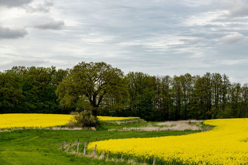 Scenic view of field against sky