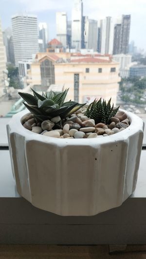 Close-up of succulent plant on table in city
