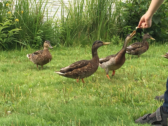 Mallard ducks on grass