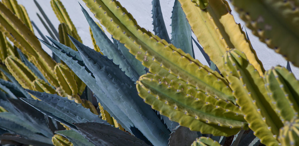 Close-up of succulent plant
