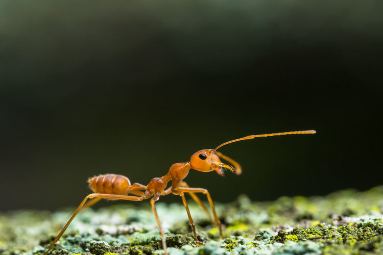 Close-up of ant on land