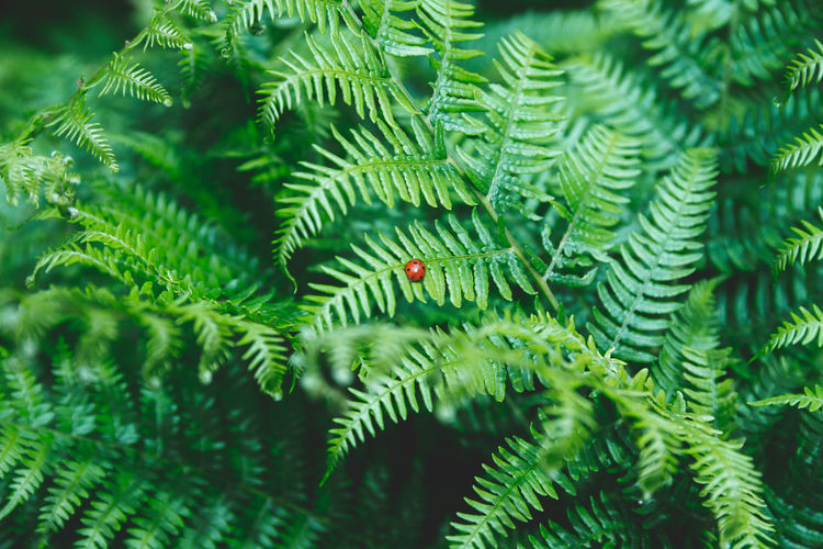 Close-up of ladybug on fern leaves
