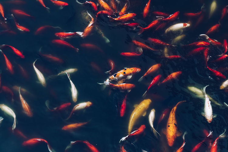 High angle view of fishes swimming in pond