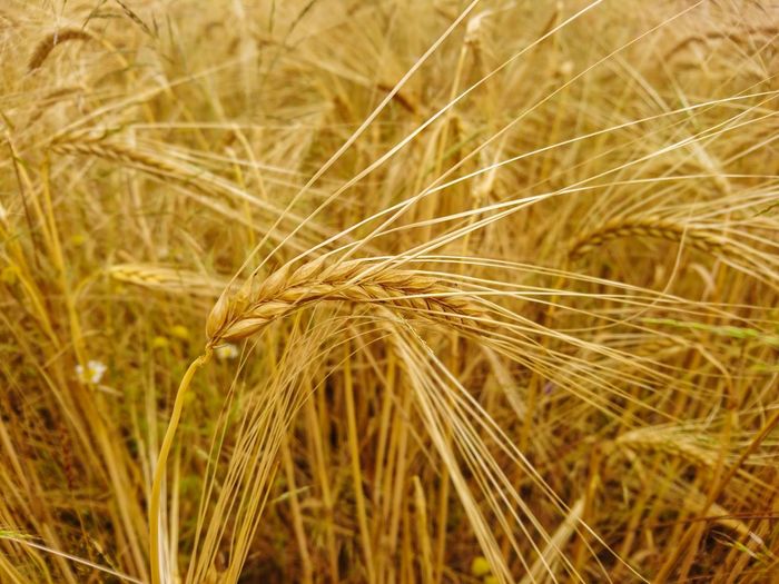 Close-up of wheat growing on field