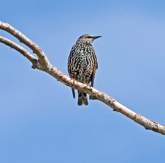 bird