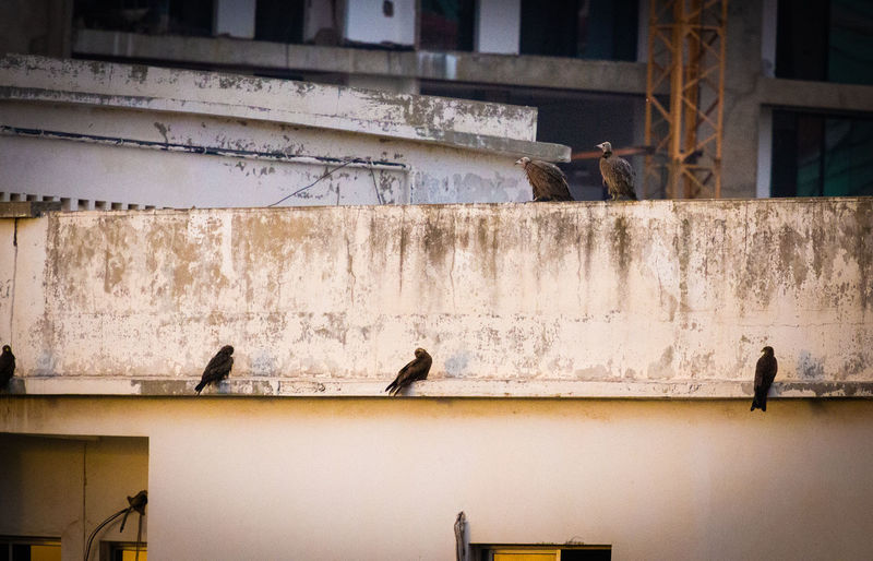 Africans vultures urbans 