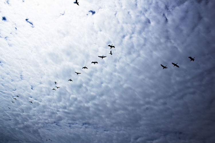 Bird migration against the sky 