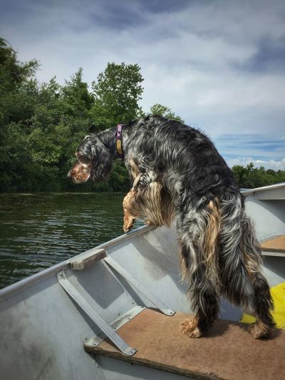 Side view of a dog in a boat