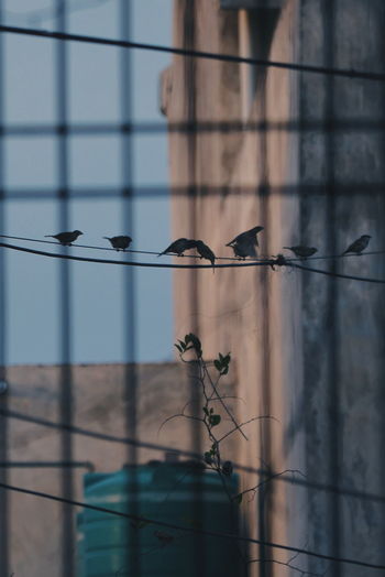 Silhouette birds perching cables seen through security bar