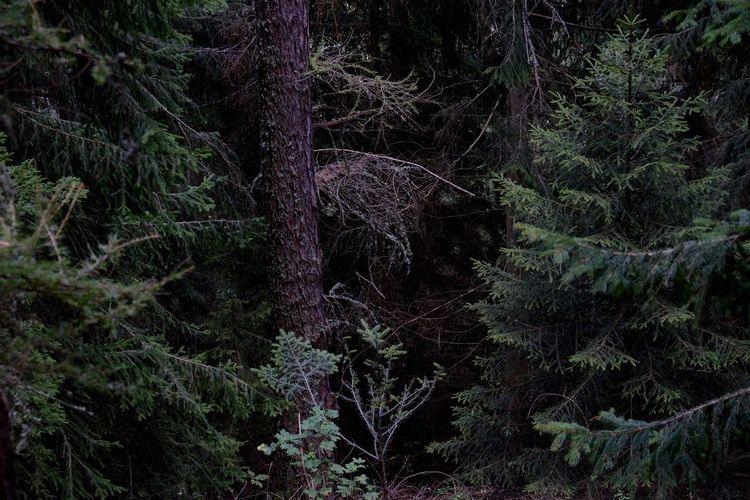 Trees in forest