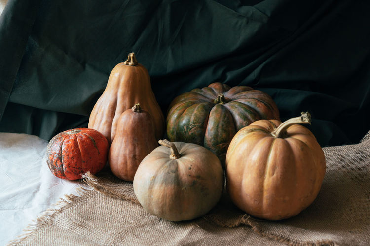 A still life with large autumn pumpkins on dark natural draperies. festive thanksgiving content.