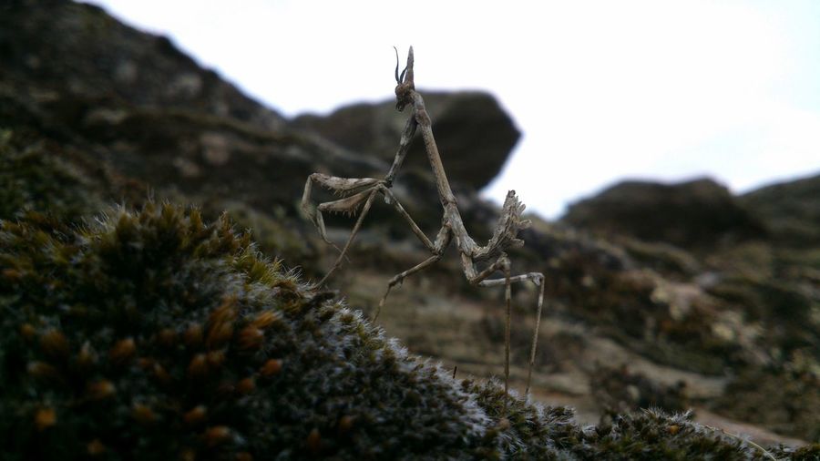 Close-up of a mantis