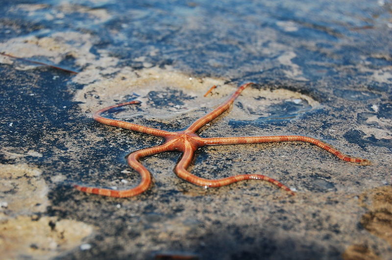 High angle view of starfish at beach