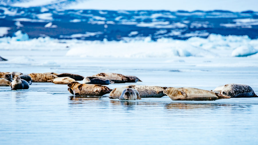 Seals at beach during winter