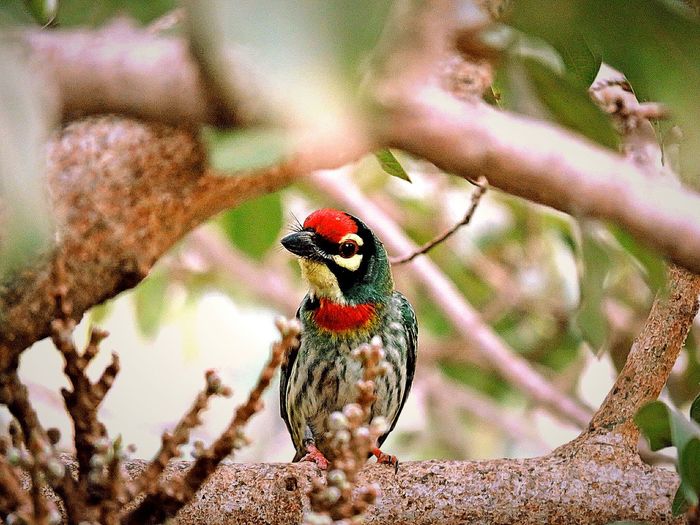Close-up of coppersmith barbet perching on tree