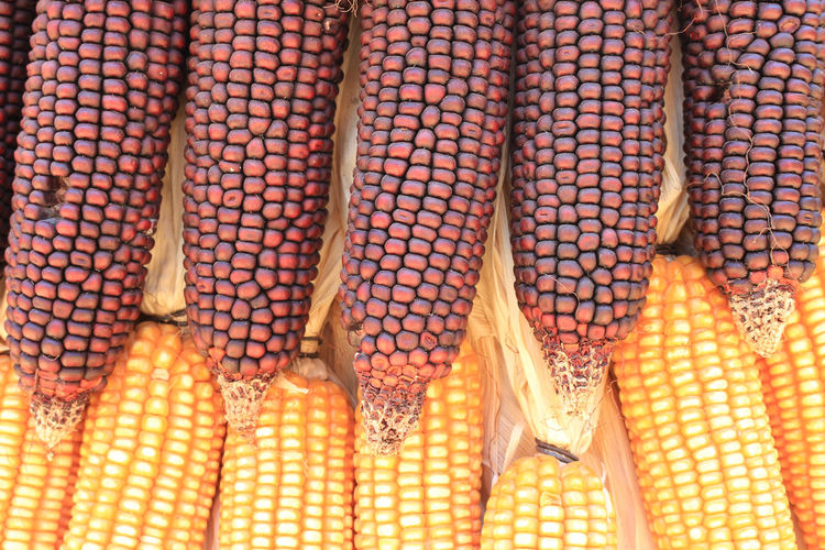 Yellow and purple dried corn bundle together texture