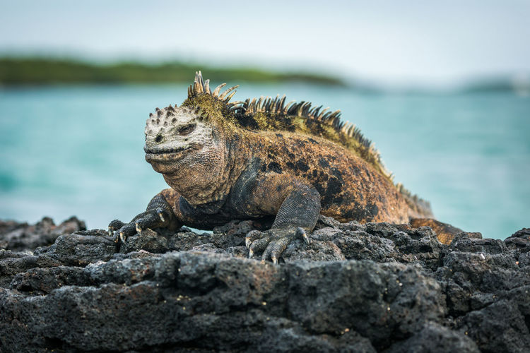 Lizard on rock at sea shore