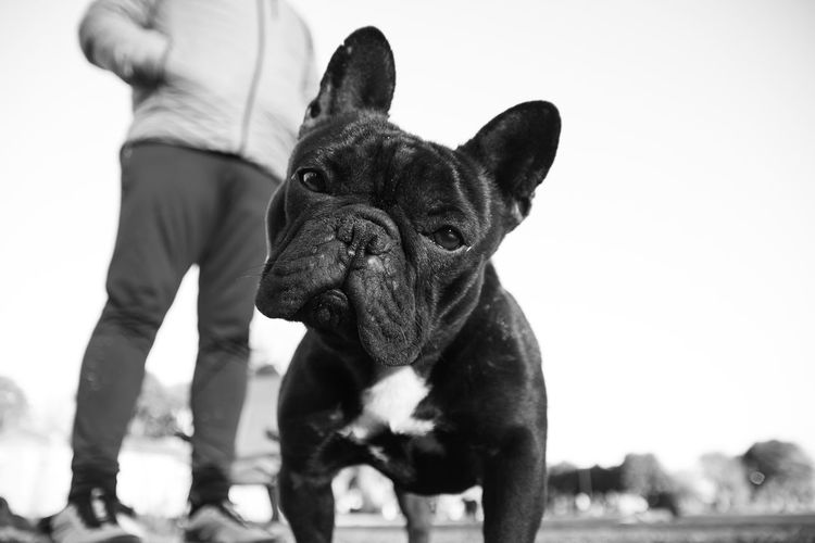 Portrait of french bulldog and owner