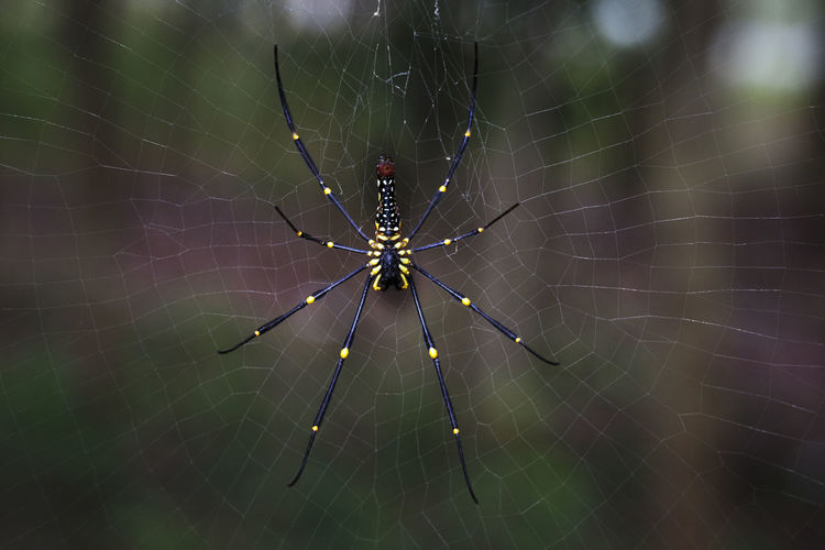 Close-up of golden silk orb-weaver in web