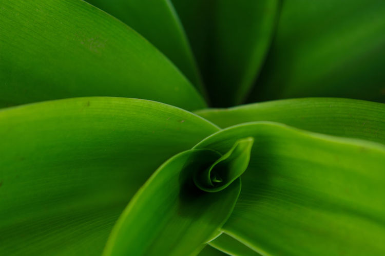 Full frame shot of canna family flower with green leaves 