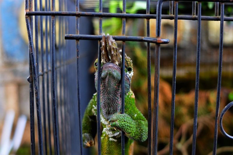 Close-up of snake hanging
