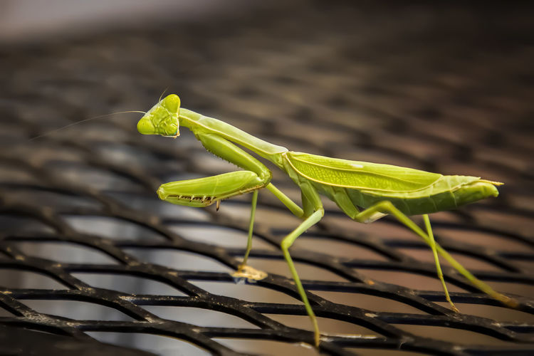Close-up of insect on leaf