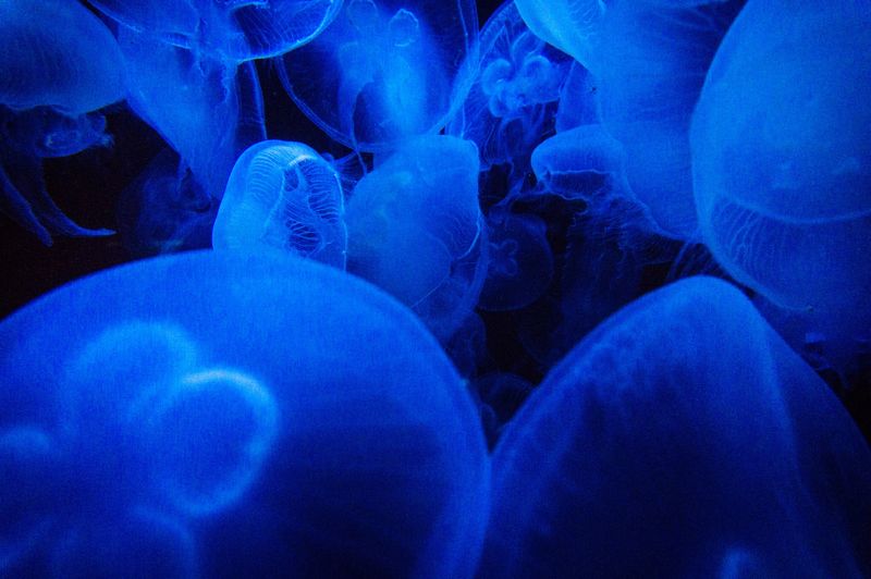 Close-up of jellyfish underwater