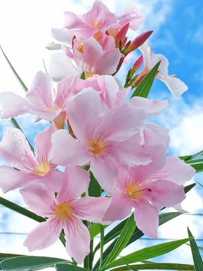 Low angle view of pink flowers blooming on tree