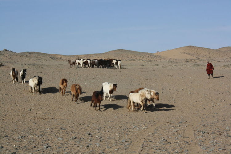 Goats on field against clear sky