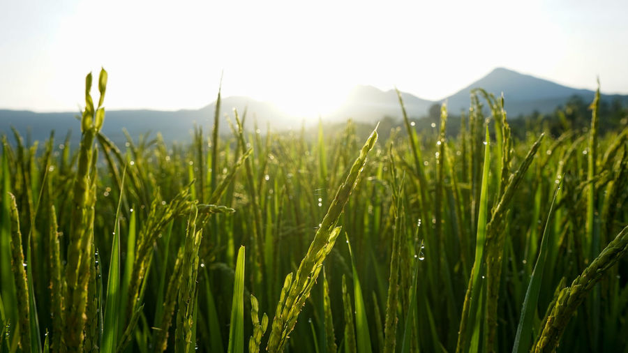 Close-up of crops growing on field against sky