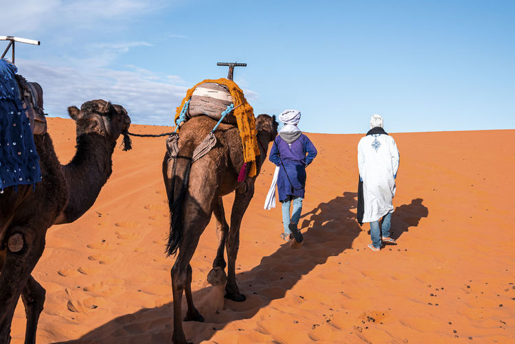 Bedouins in traditional dress leading camels through the sand in desert