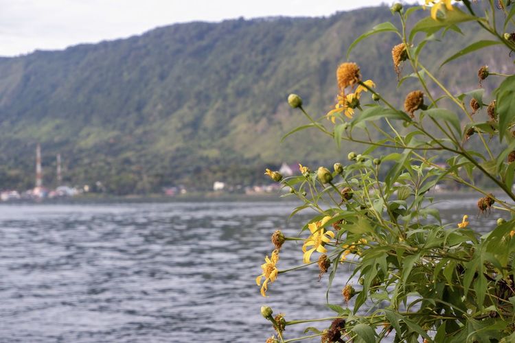 Close-up of yellow flowering plant against sea