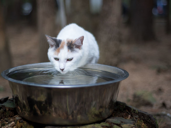 Portrait of a cat drinking water