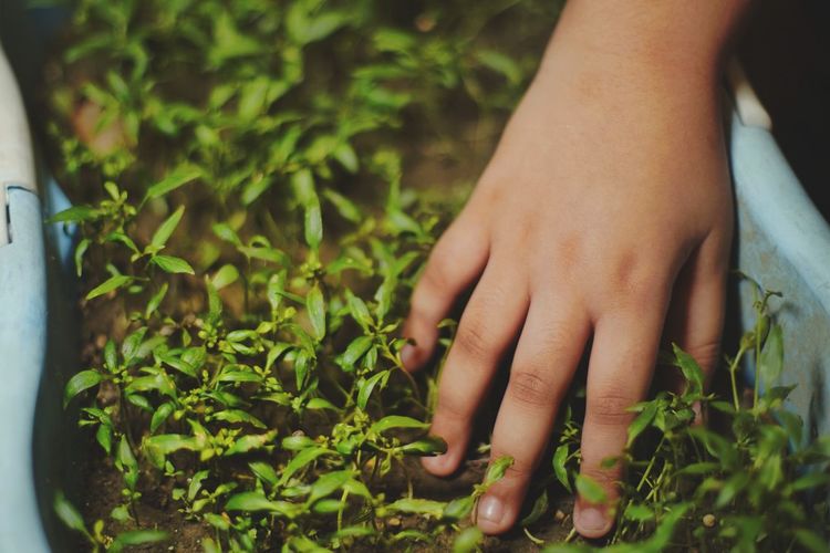 Midsection of woman hand on plants