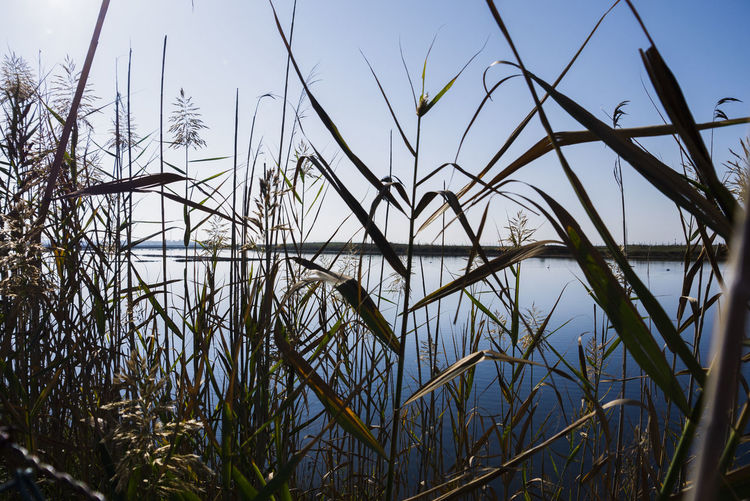 Close-up of grass by lake against sky