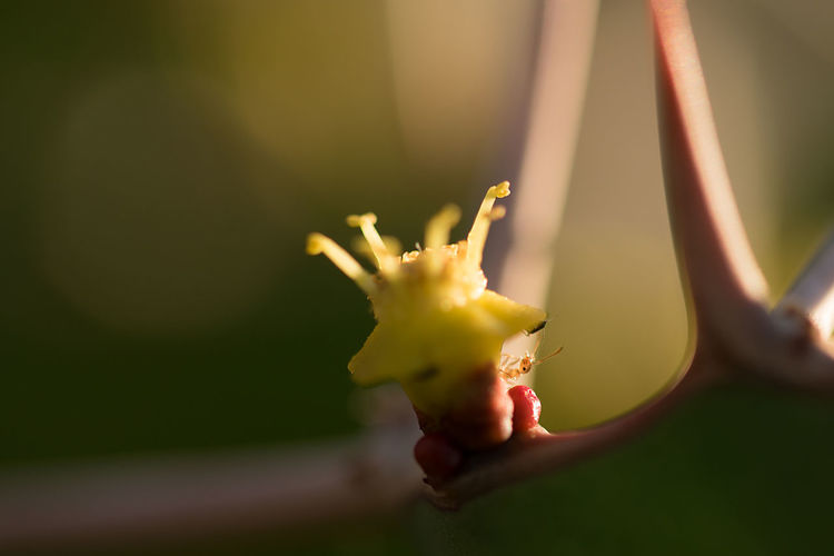 Cropped image of cactus flower