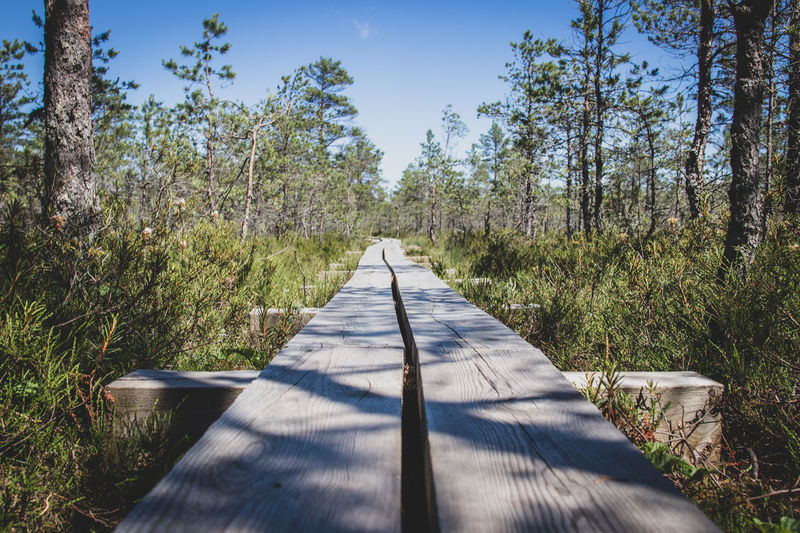 Diminishing perspective of boardwalk amidst trees