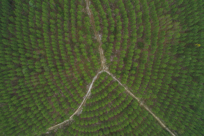 Full frame shot of agricultural field