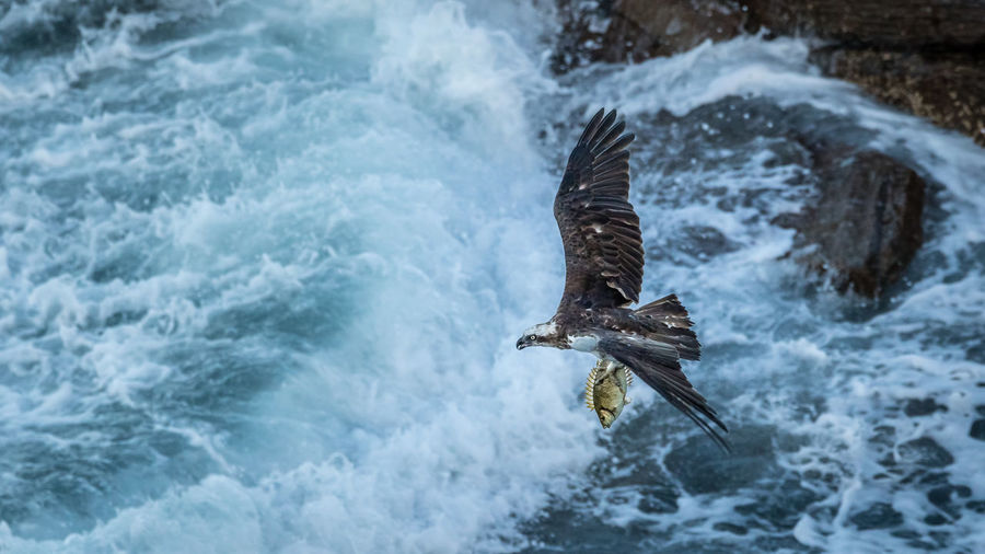High angle view of eagle flying over sea