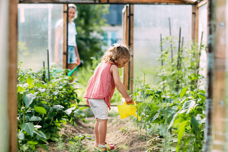 A little girl waters the plants in the greenhouse in the summer, helps to take care of the garden. 