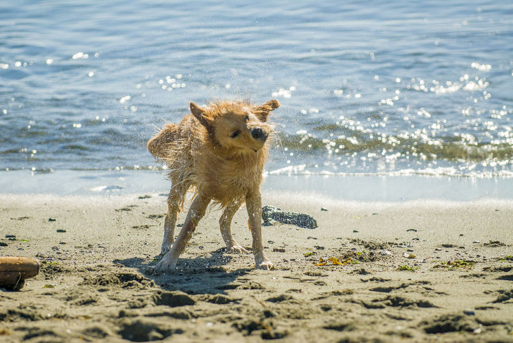 A dog shakes itself on the beach to remove the seawater from its fur