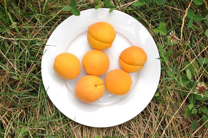 Directly above shot of apricots on grassy field