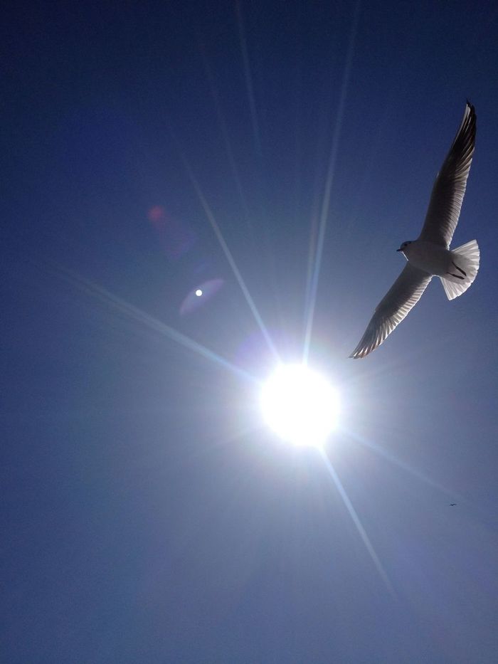 Low angle view of seagull flying in sky against bright sun