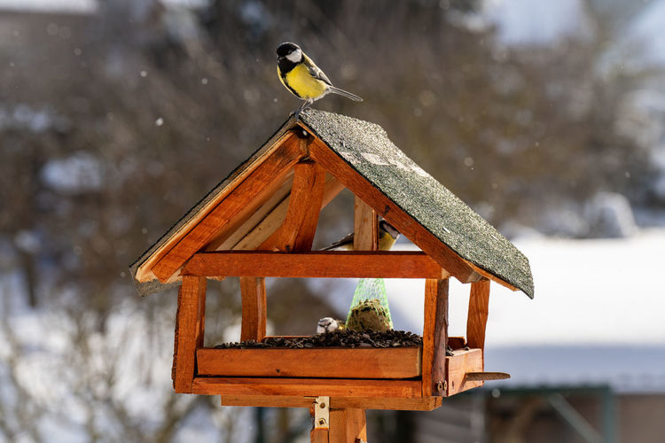 Close-up of birdhouse on snow