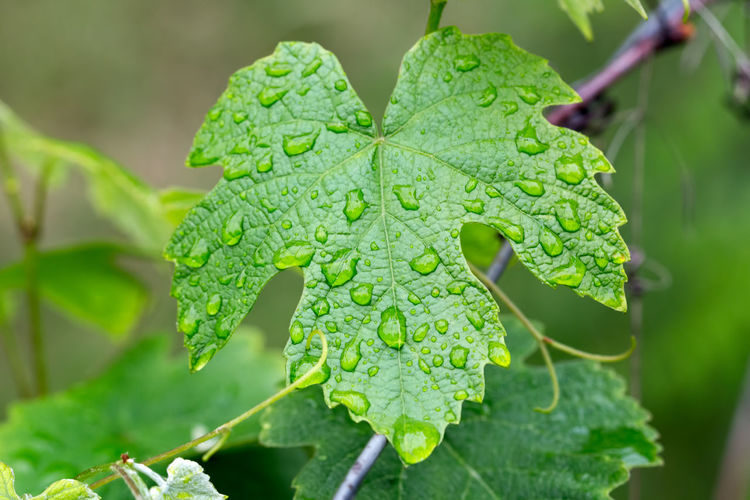 Close-up of water drops on leaf