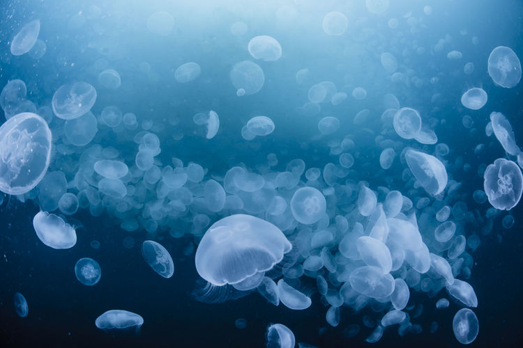 Jellyfish in sea