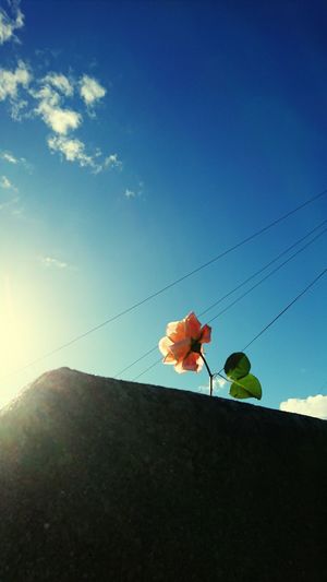 Flowers against sky